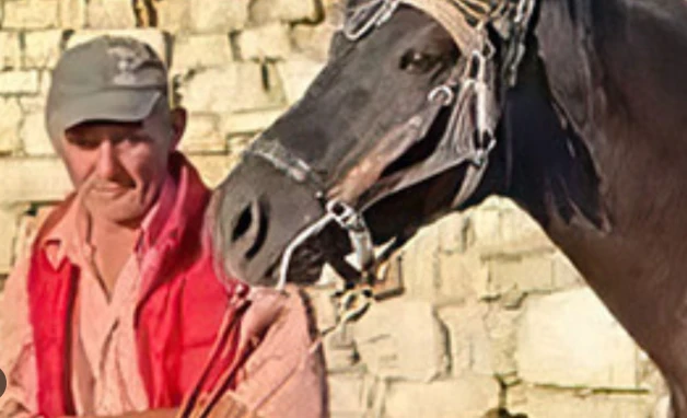 I mori jetën 42 vjecarit se preku kalin, autori i ngjarjes së rëndë tregon ARSYEJEN SH0KUESE se pse e vr*u